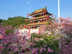 青山之上的“程序之困”--广东观音山国家森